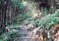 人工林と自然林の間の歩道