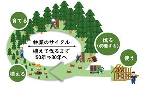林業のサイクル