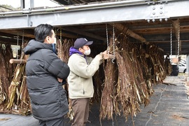 乾燥させている梶の木の皮を拝見しました