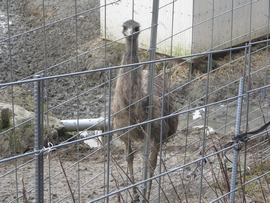 オーストラリア原産の大型鳥エミュー