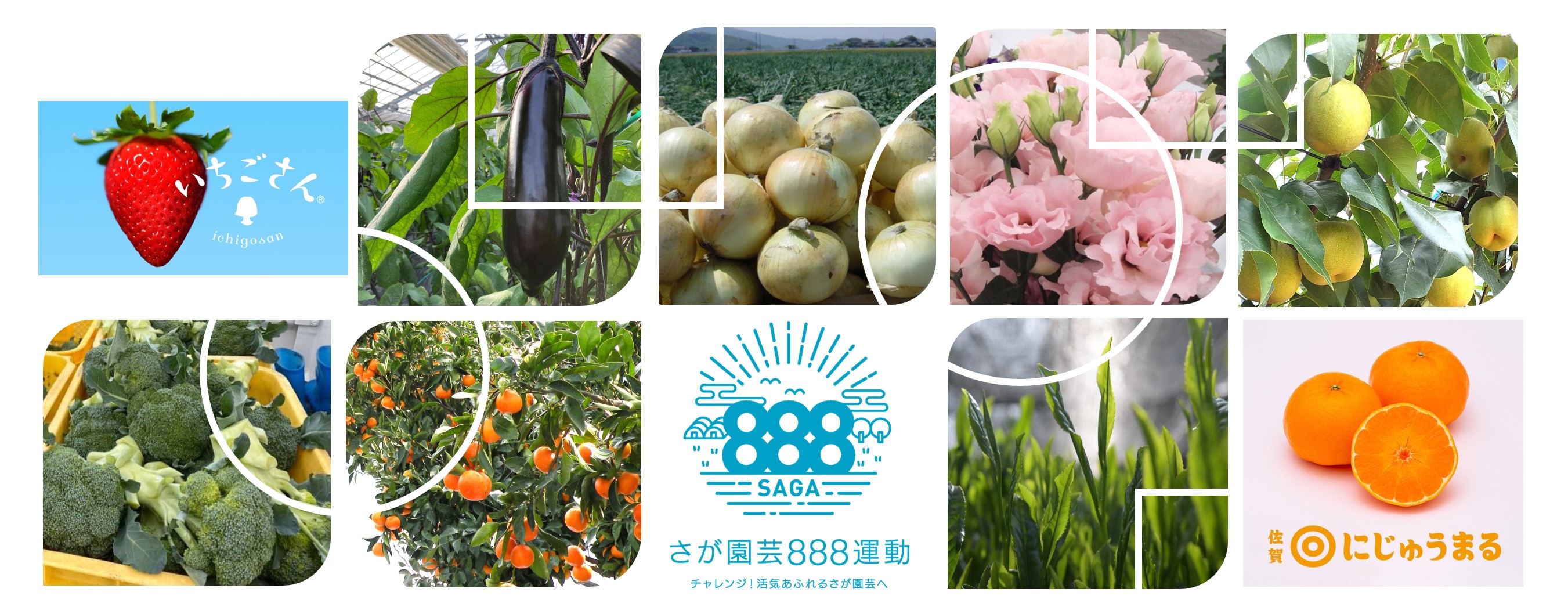 さが園芸888運動（別ウィンドウで開きます）