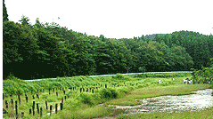 樫原湿原