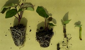 セルトレイ育苗したサツマイモ苗　注）左から育苗28日、21日、14日、7日