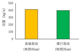 直播栽培と慣行栽培の収量(ムラサキマサリ)