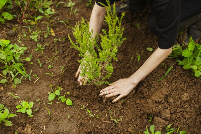 THREE Herb Gardenにおける定植の様子