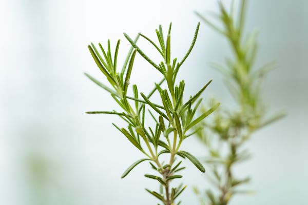 佐賀県内で栽培中の植物