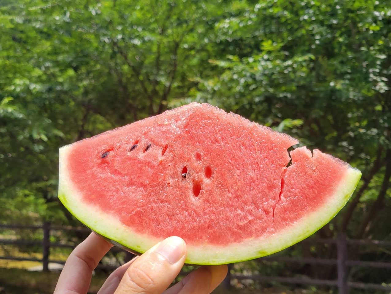 ふるまいスイカ