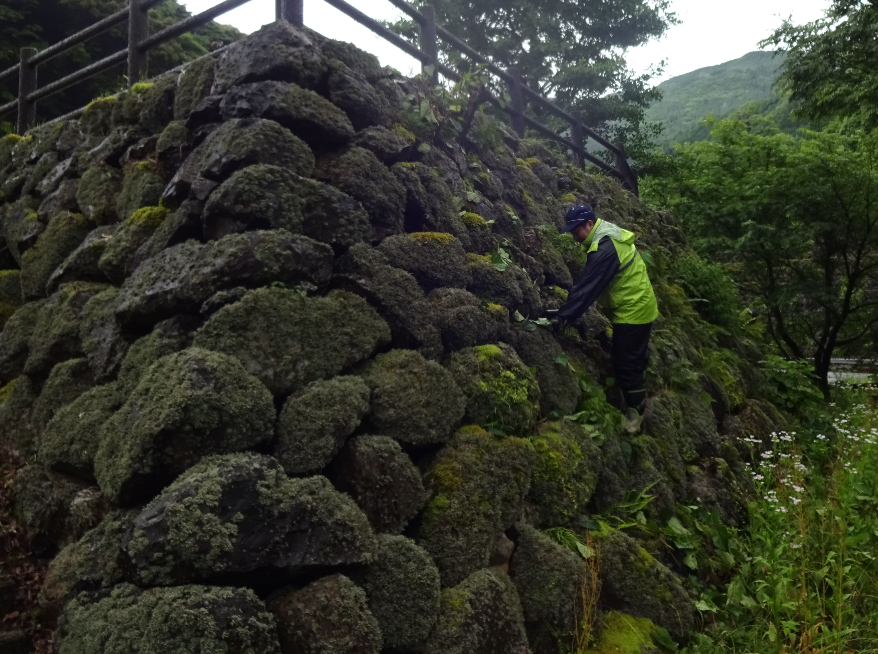 ボランティアによる除草作業(2/2)