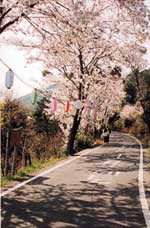 林道沿いの桜並木