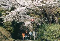 春の花見の風景