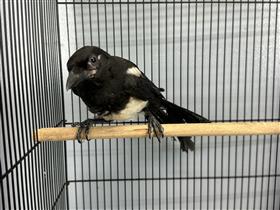 保護した幼鳥