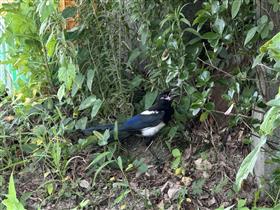 放鳥直後のカササギ