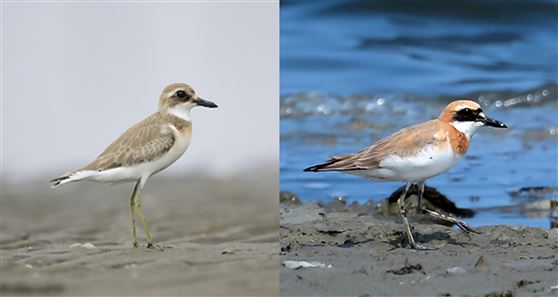 オオメダイチドリ2