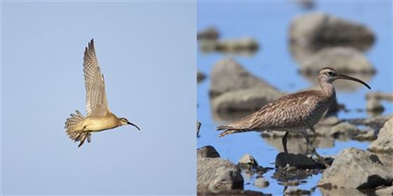 チュウシャクシギ