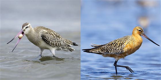 オオソリハシシギ