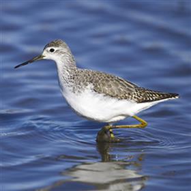 コアオアシシギ