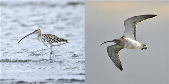 ダイシャクサギ