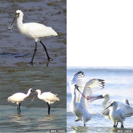 クロツラヘラサギ