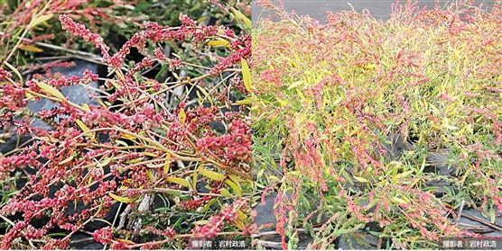 ホソバノハマアカザ