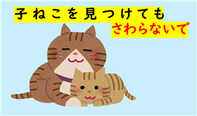 子ねこを見つけてもさわらないで