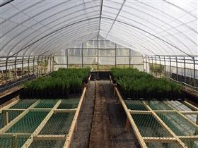 完成したコンテナ苗