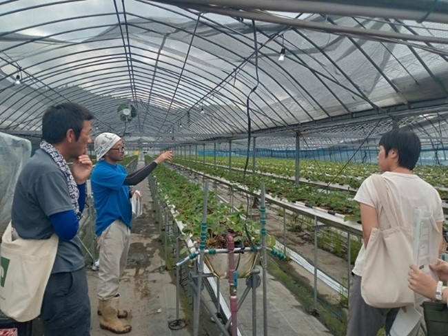 先輩イチゴ農家を訪問