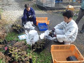 枯れた苗木の除去作業