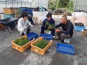 講師による挿し穂づくり指導状況