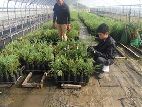 コンテナに生えた雑草の除去作業