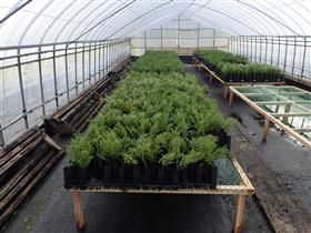 完成したコンテナ苗