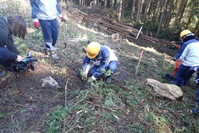 コンテナ苗植栽