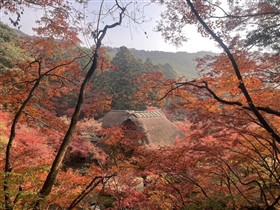 秋の九年庵