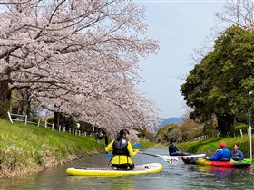 桜とサップ