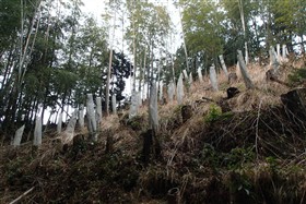 ツリーシェルター設置状況