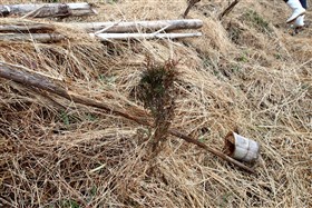 シカに食害されたヒノキ