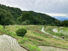 棚田ボランティア実施の様子（江里山地区）