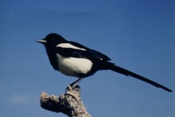 カササギ カチガラス の紹介 佐賀県