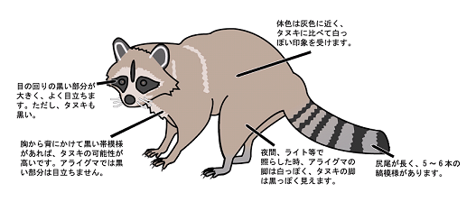 アライグマの特徴