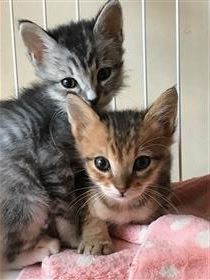 仔猫