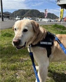 くつろぐ犬