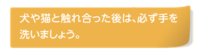 犬や猫と触れ合った後は必ず手を洗いましょう