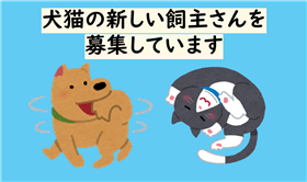 新しい飼主さんを募集しています