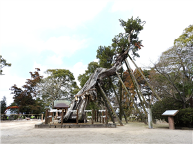新北神社のビャクシン
