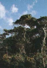 加部島暖地性植物群落