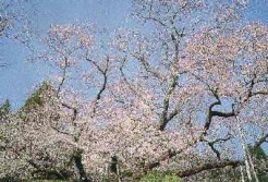 東山代の明星桜