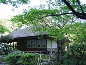 九年庵　新緑　客間