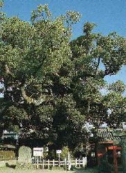 与賀神社の楠