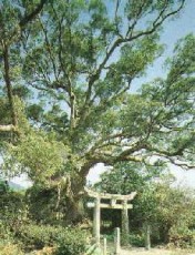 白角折神社の楠