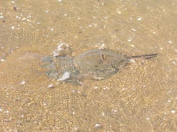 カブトガニ繁殖地