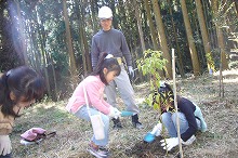 広葉樹の植栽の様子